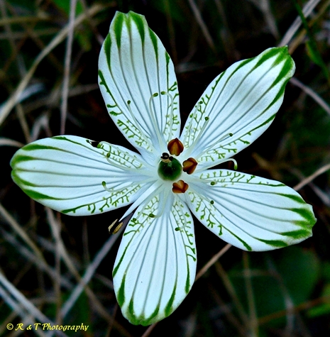 {Parnassia grandifolia}